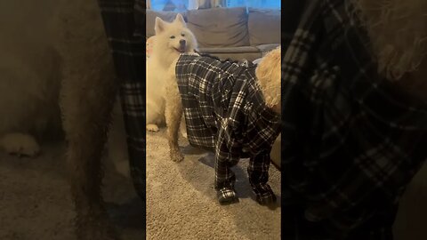 Cute Dog Tries on Plaid
