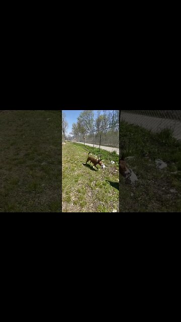 Puppy accidentally takes her first swimming lesson.