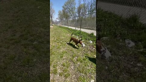 Puppy accidentally takes her first swimming lesson.