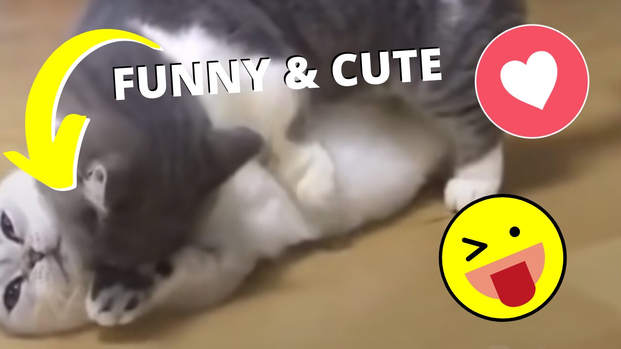 Funny and Cute Pet's Life #009