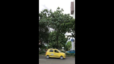 602348 Parrots in Medellin