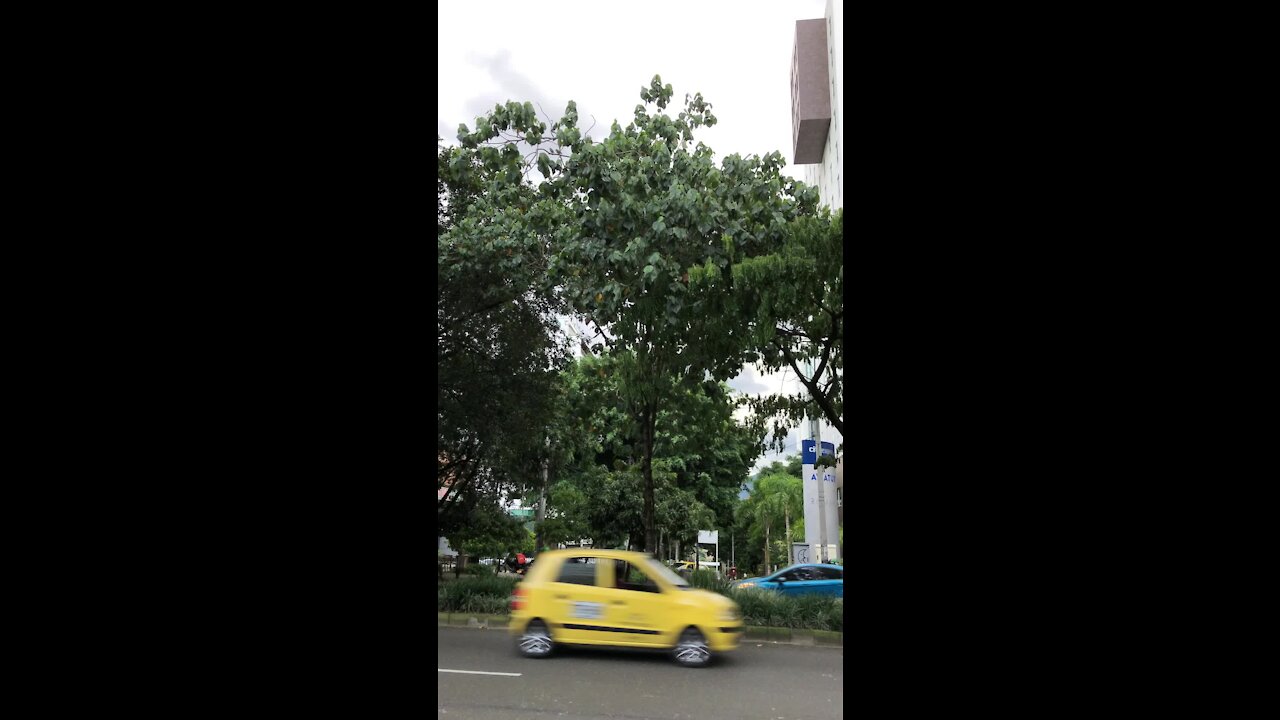 602348 Parrots in Medellin