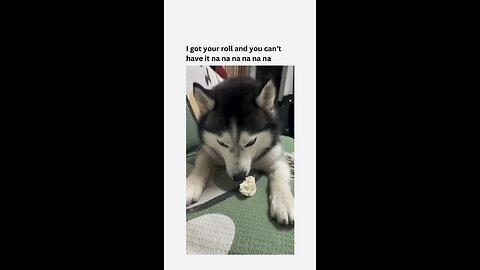 “Huskies Being Hilariously Mischievous: Must-See Funny Shorts”