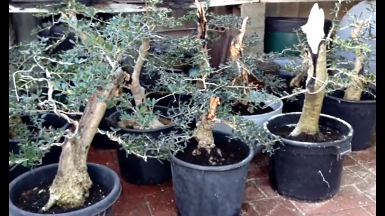 Bonsai garden 2