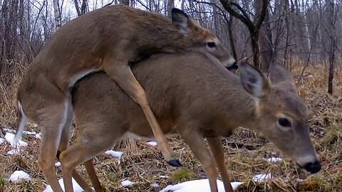 Whitetail Deer, Coyote, Fisher, and Grey Fox...February 1-13