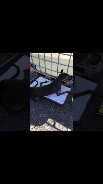 Disabled greyhound keeping cool in summer