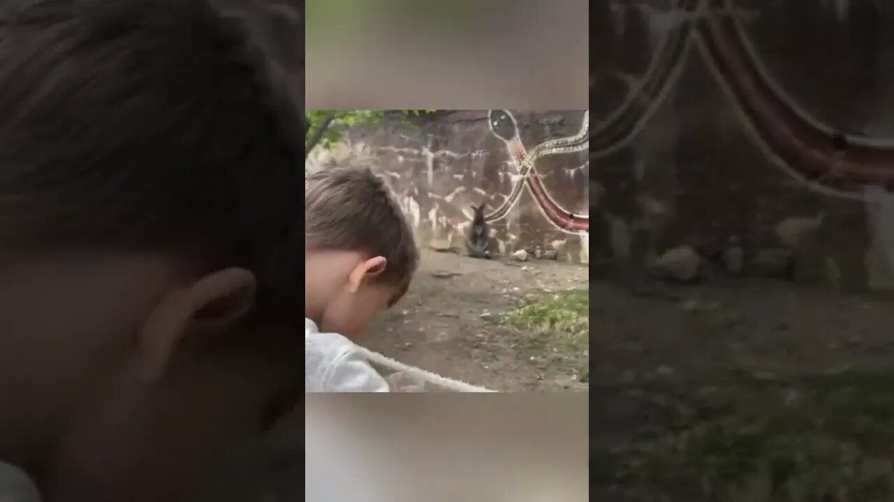 Son, We’re Not Supposed to Feed The Zoo Animals…