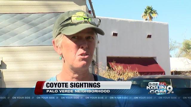Coyote getting too close for comfort in Palo Verde neighborhood