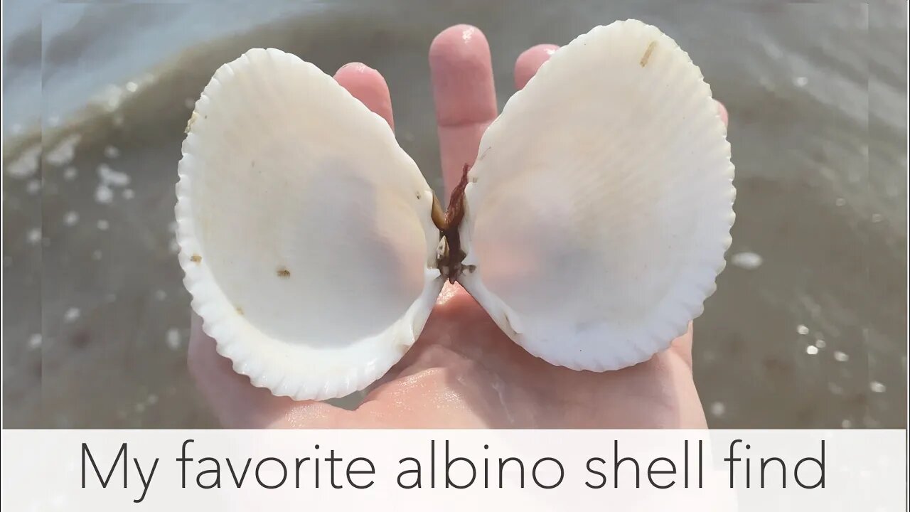 ​​Hunting for seashells. Low tide on a Florida beach and the treasures keep coming!