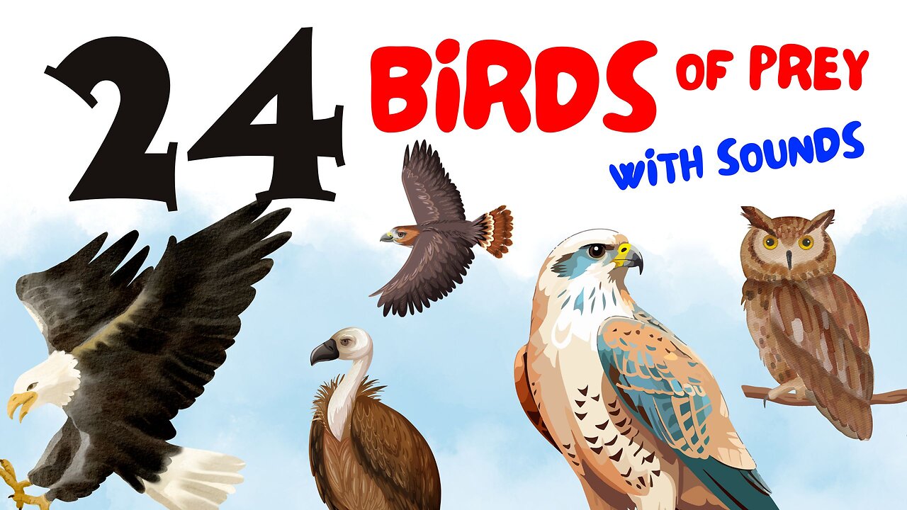 24 Birds of Prey with Sounds | Educational Video for Toddlers