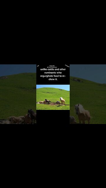 Horses Can't Burp #horse #shorts