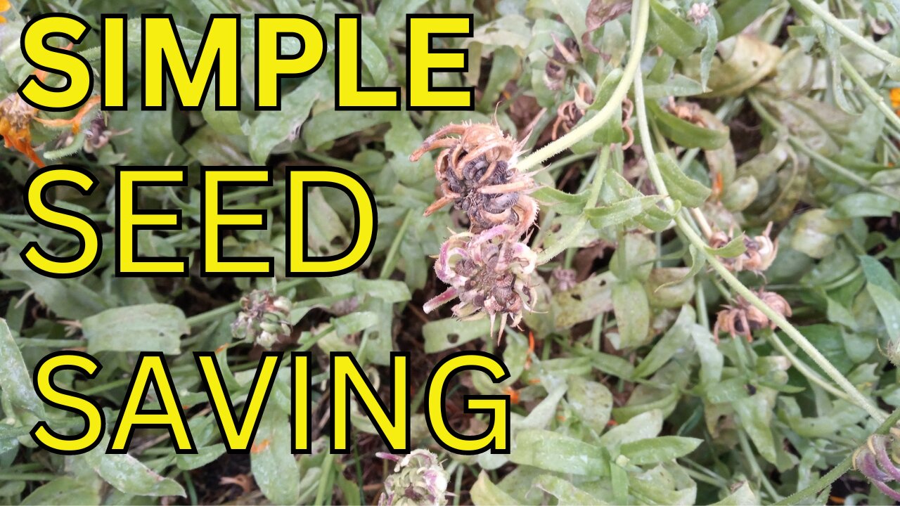 Simple Seed Saving in Your Own Garden