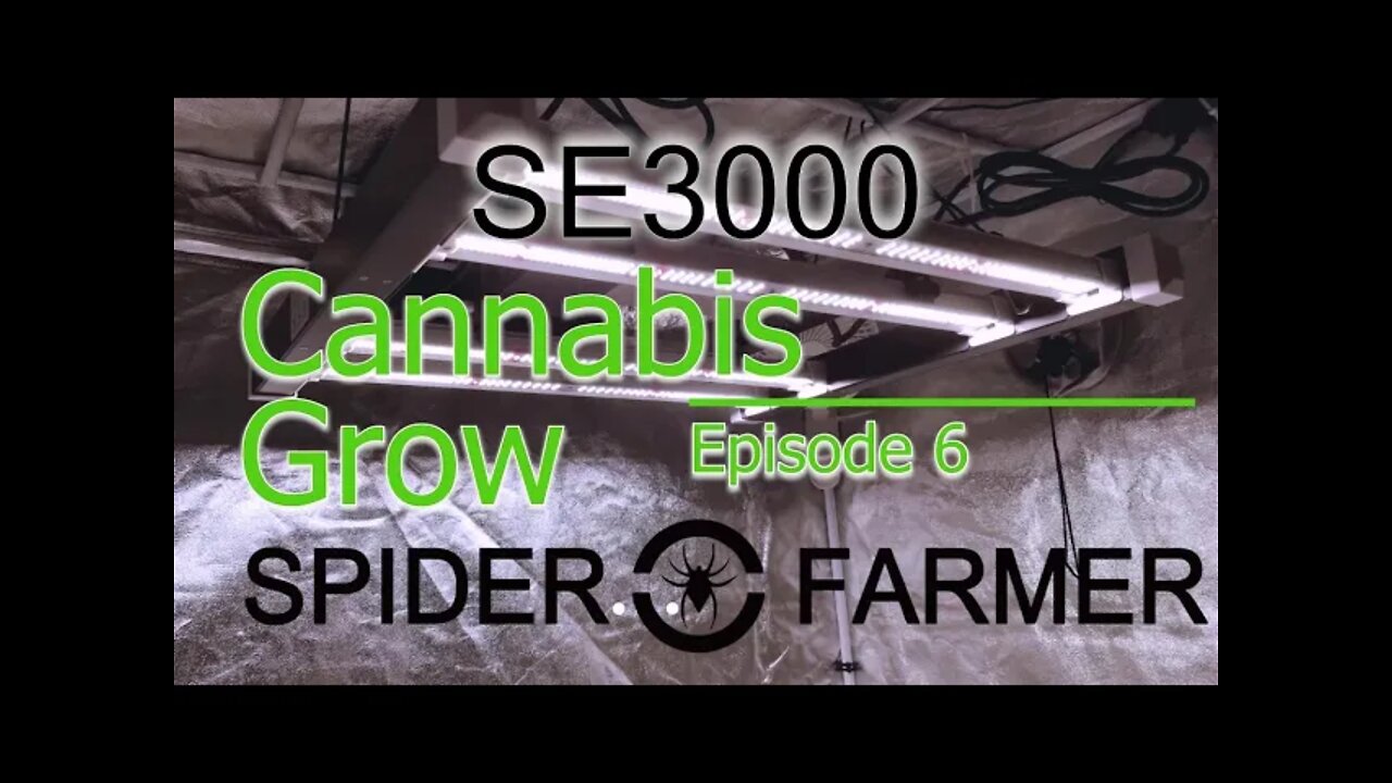 Spiderfarmer SE3000 Cannabis Grow Ep 6🔨 #SE3000 #SPIDERFARMER #420