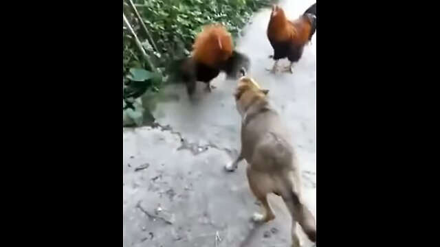 Funny Dog and Hen fighting😂🤣😱