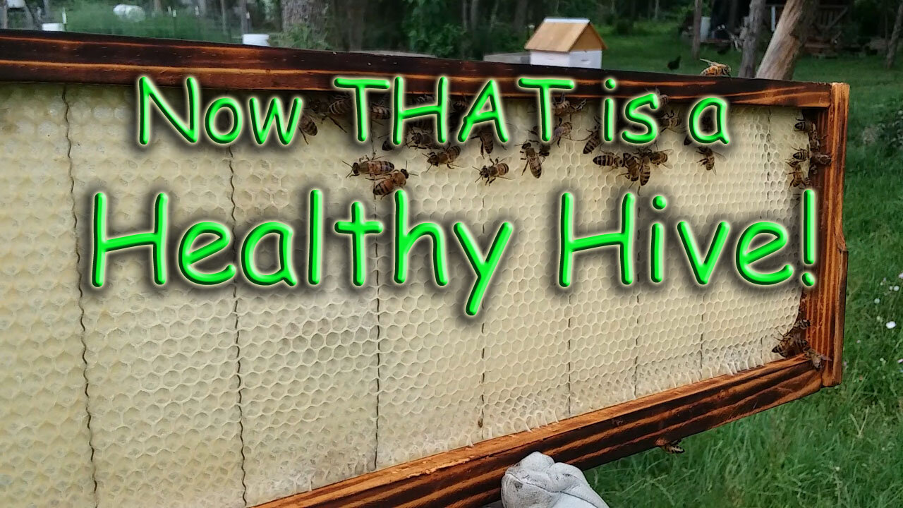 Now THAT is a Healthy Hive!