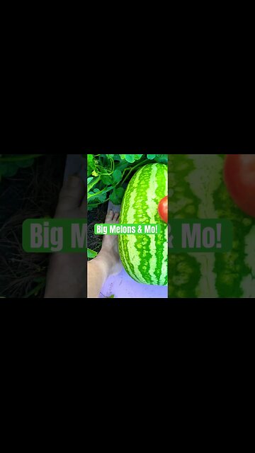 Bubbas Garden #bubba #giantpumpkin #melon