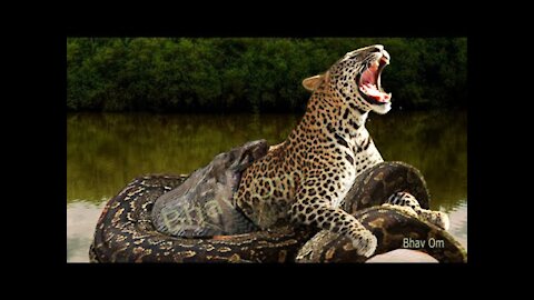 Leopard vs giant python real world attack