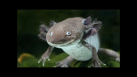 Axolotls - Mexican Walking Fish