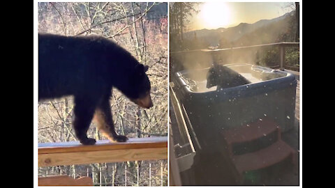 bear relaxing in a Tennessee hot tub