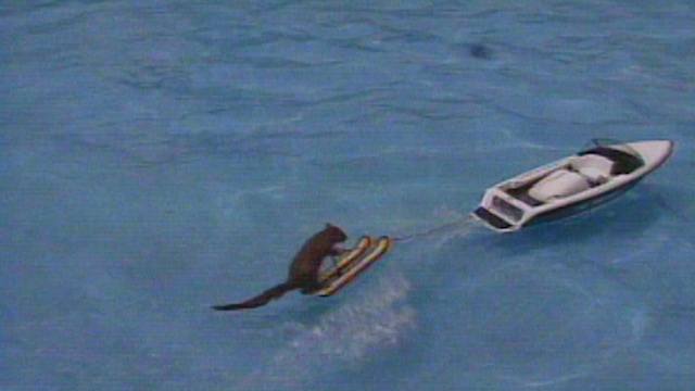 Twiggy the Water-Skiing Squirrel