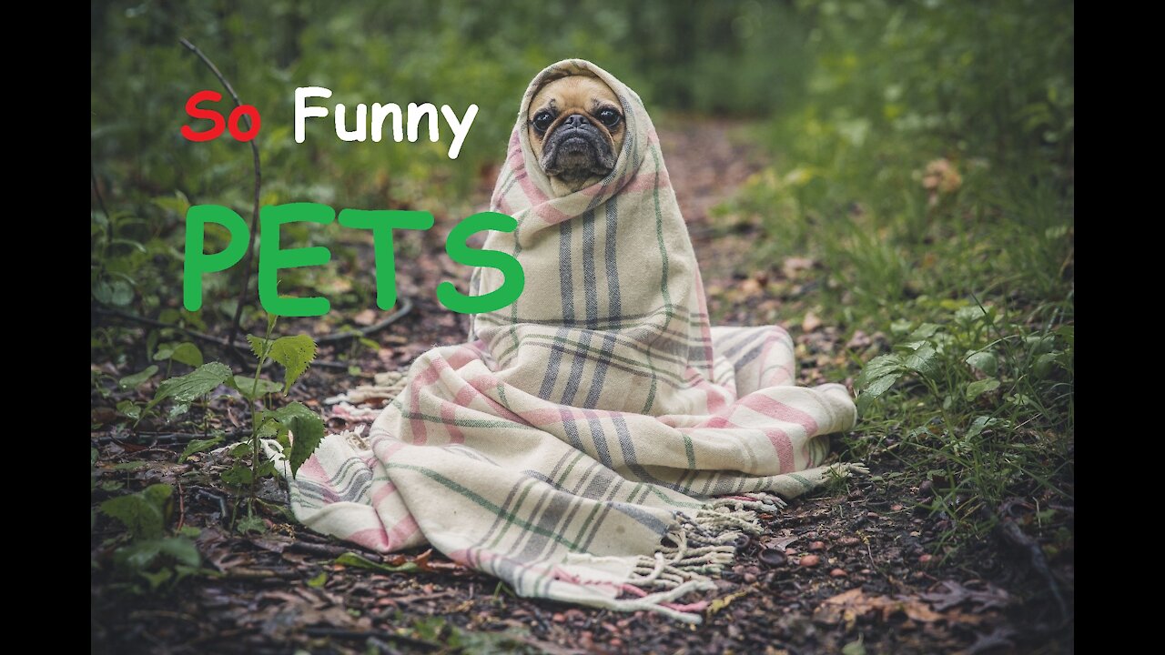 Funny Animals And Cute Pets Compilation #6