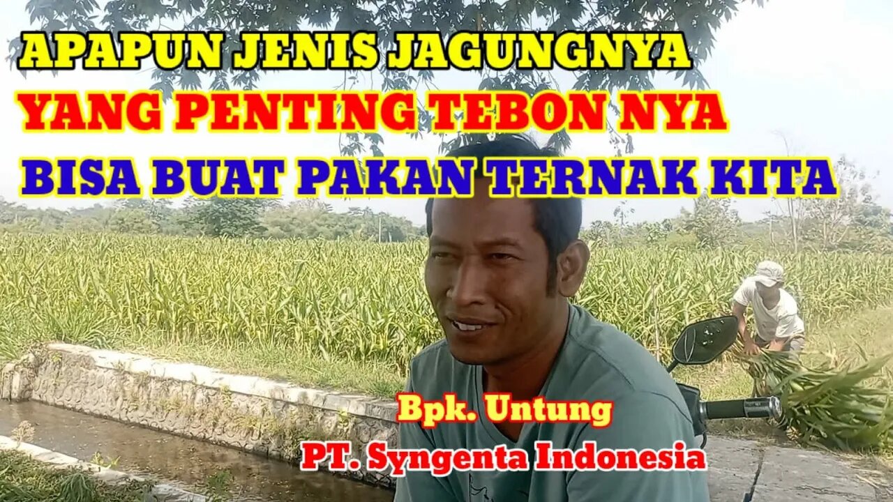 PILIH JAGUNG PT ATAU JAGUNG LOKAL.. INI JAWABANNYA..