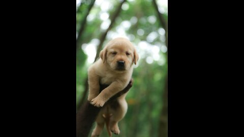 Funniest & Cutest Labrador Puppies #2