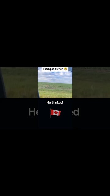 Racing an ostrich is fun. #ostriches #racing #funny