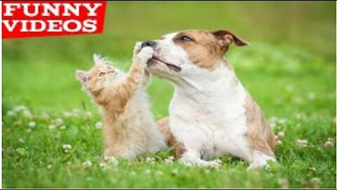 What happen when a cat playing with dog || Funny Animals Video