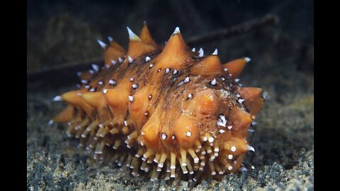 It's a holothuria.