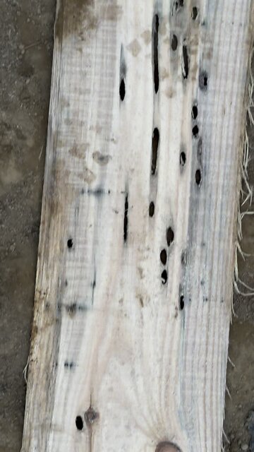Wormy white pine 🌲 🪵🪚