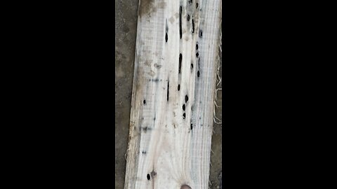 Wormy white pine 🌲 🪵🪚