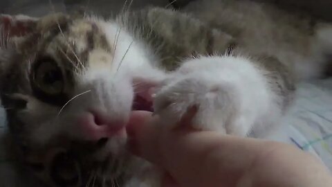 To Bite or Not to Bite Mommy