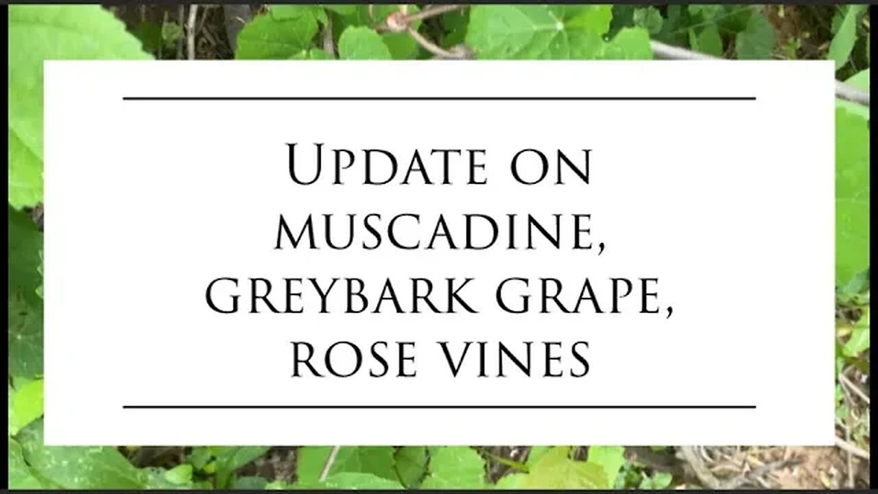 Closer look at the muscadine, Graybark grape and rose vines on the land