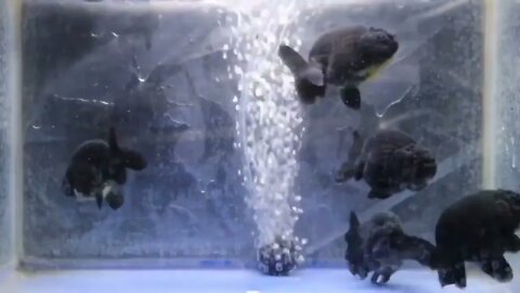 Wow super beautiful goldfish in tank-3