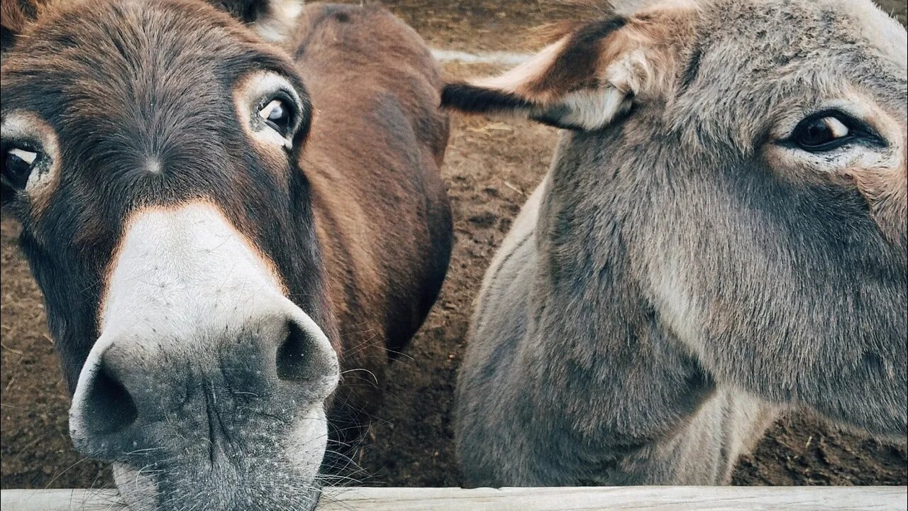 Funny donkey video - 😂😂 - try not To laugh