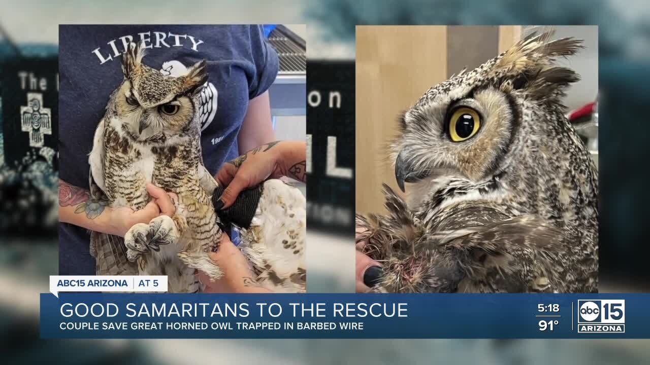 Good Samaritans rescue owl trapped in wire near Fountain Hills