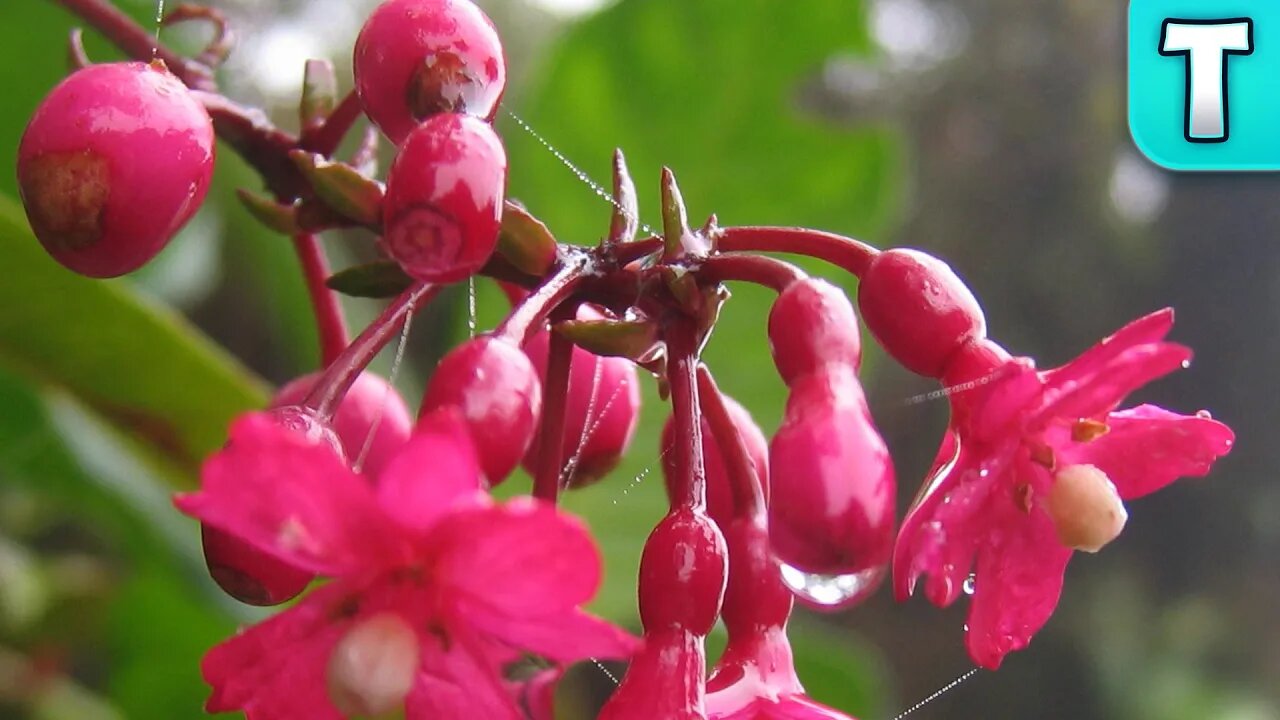 Fuchsia Berry, the Fruit You've Never Tried