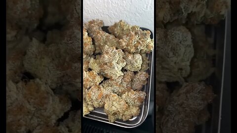 Slurricane (Purple Punch x Dosidos) Harvest and Dried Buds