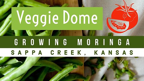 Incredible Veggie Dome in Sappa Creek, Kansas Growing Moringa | The Grow Moringa Collective