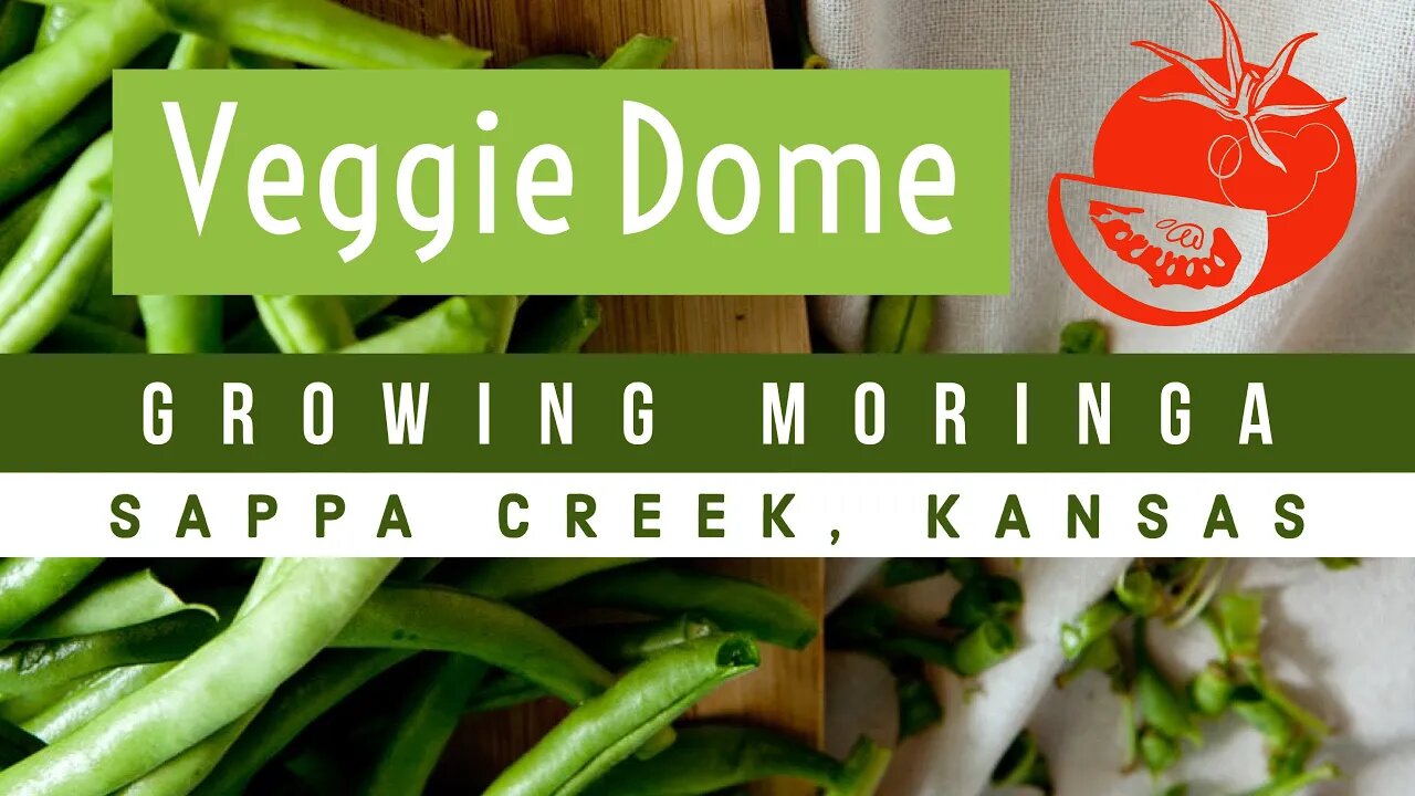 Incredible Veggie Dome in Sappa Creek, Kansas Growing Moringa | The Grow Moringa Collective