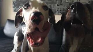 Dona capta caretas hilariantes dos seus cães