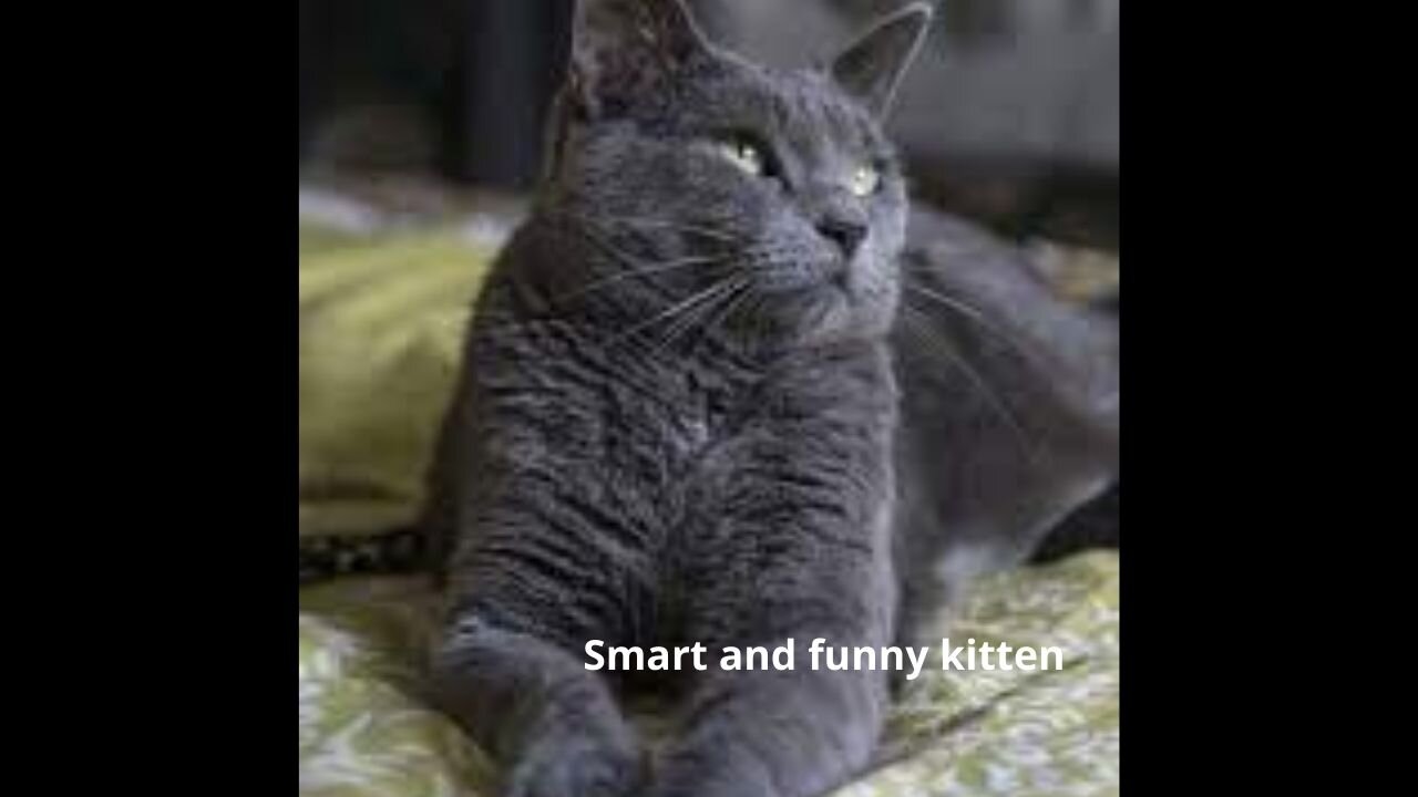 Smart and funny kitten