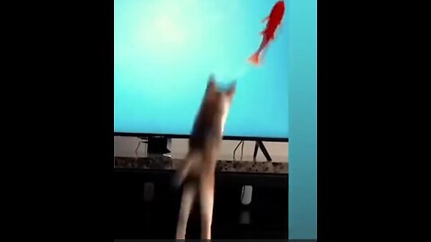 Best Funny Animal Videos 2023!!🐈😘🐕