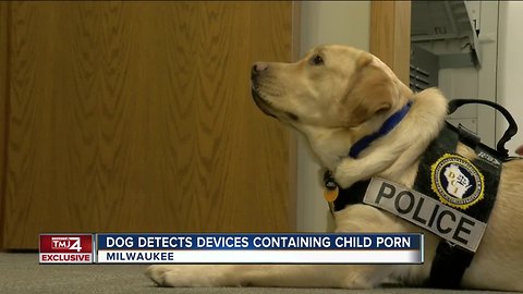 One-of-a-kind dog helps sniff out child pornography in Wisconsin