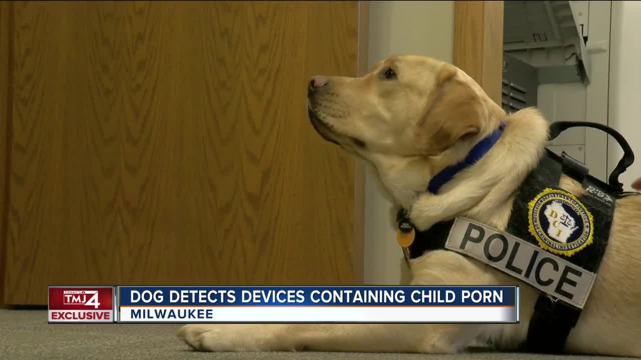 One-of-a-kind dog helps sniff out child pornography in Wisconsin