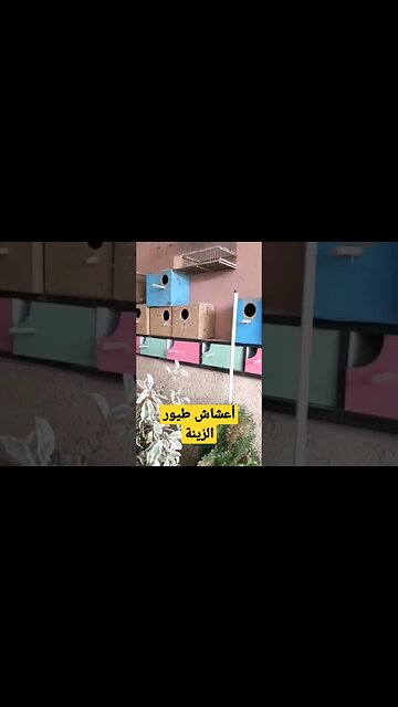 أعشاش طيور الزينة