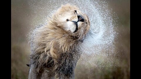 The last sad moments of the life of a lions