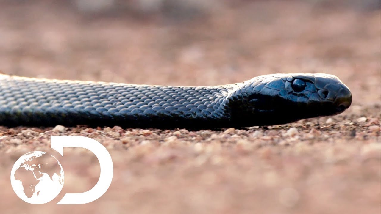 The Most Venomous Snakes in the World | Modern Dinosaurs