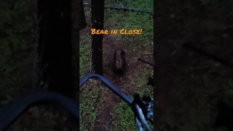 Bear Comes Within 5 Yards! #bearhunting